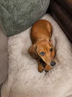 Oscar, a male Miniature Dachshund for sale in Falmouth, KY – 1 of 1
