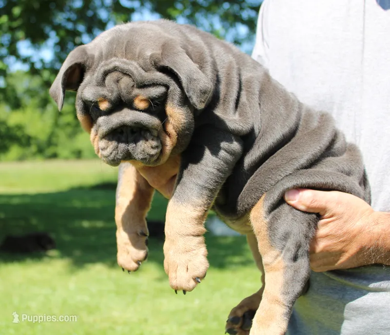 Stella – English Bulldog puppy for sale in Galena, MO