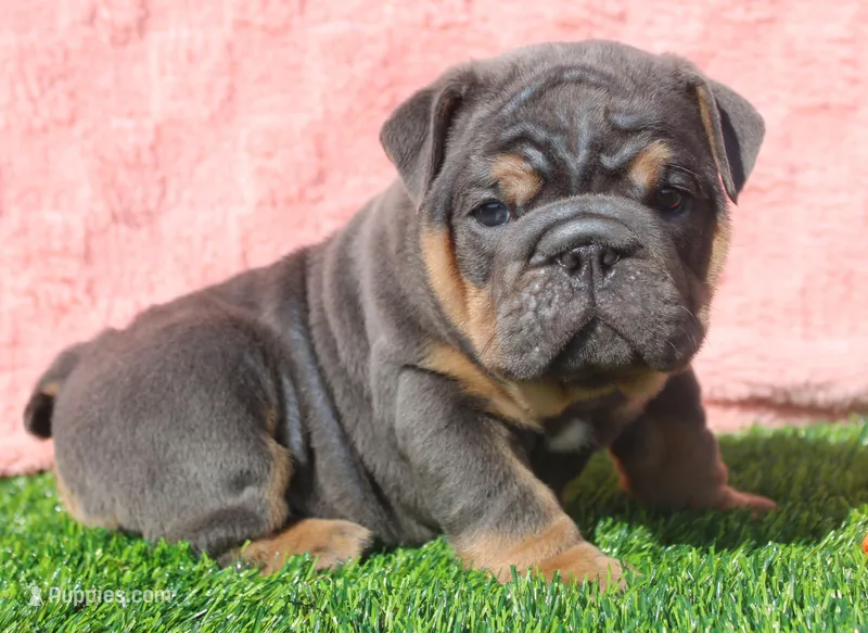Stanley – English Bulldog puppy for sale in Galena, MO