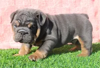 Stanley, a male English Bulldog for sale in Galena, MO – Photo 6 of 8