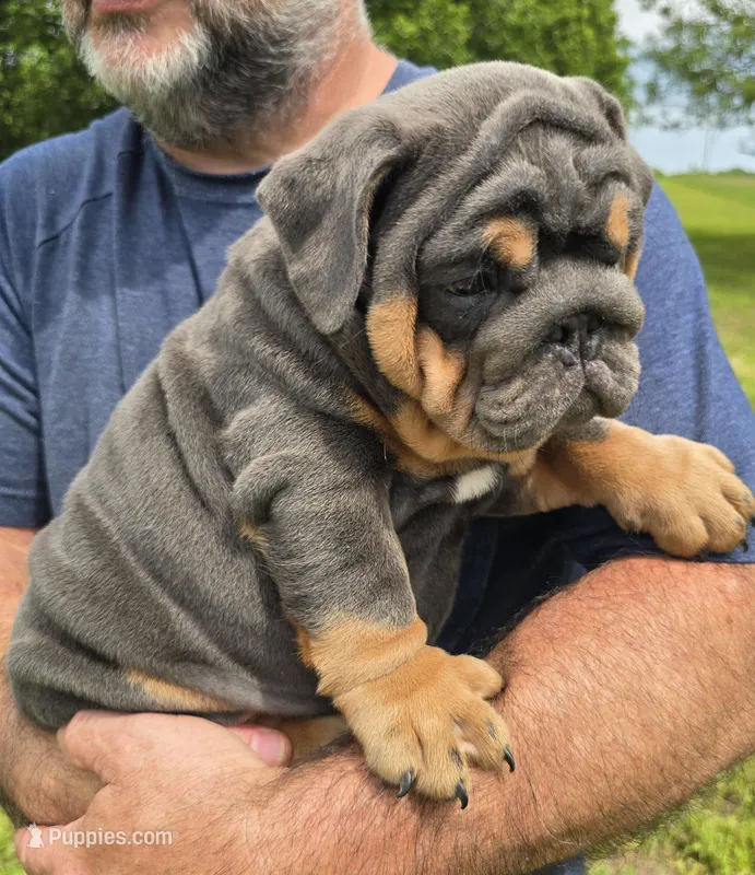 Stanley, a male English Bulldog for sale in Galena, MO – Photo 1 of 10