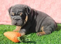 Stanley, a male English Bulldog for sale in Galena, MO – Photo 8 of 8