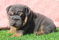 Stanley, a male English Bulldog for sale in Galena, MO – Photo 2 of 8