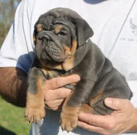 Stanley, a male English Bulldog for sale in Galena, MO – Photo 10 of 10