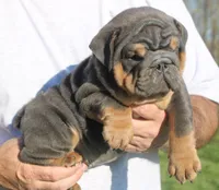 Stanley, a male English Bulldog for sale in Galena, MO – Photo 8 of 10