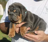 Stanley, a male English Bulldog for sale in Galena, MO – Photo 7 of 10