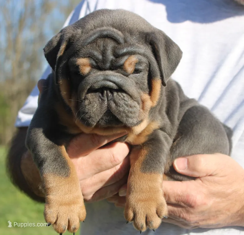 Stanley – English Bulldog puppy for sale in Galena, MO