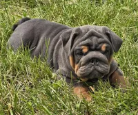 Stanley, a male English Bulldog for sale in Galena, MO – Photo 3 of 10