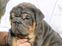Stanley, a male English Bulldog for sale in Galena, MO – Photo 6 of 10