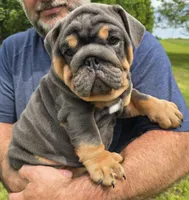 Stanley, a male English Bulldog for sale in Galena, MO – Photo 2 of 10