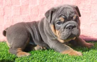 Stanley, a male English Bulldog for sale in Galena, MO – Photo 5 of 8