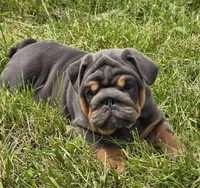 Stanley, a male English Bulldog for sale in Galena, MO – Photo 4 of 10