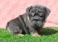 Stormy, a female English Bulldog for sale in Galena, MO – Photo 4 of 7