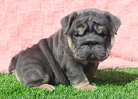 Stormy, a female English Bulldog for sale in Galena, MO – Photo 7 of 7