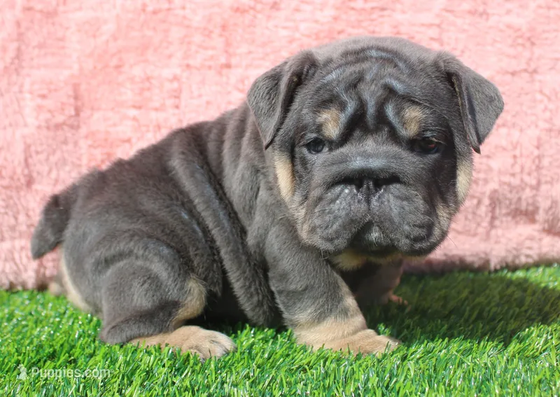 Stormy – English Bulldog puppy for sale in Galena, MO