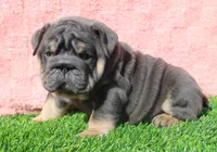 Stormy, a female English Bulldog for sale in Galena, MO – Photo 2 of 7