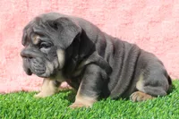 Stormy, a female English Bulldog for sale in Galena, MO – Photo 6 of 7