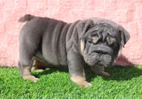 Stormy, a female English Bulldog for sale in Galena, MO – Photo 3 of 7