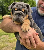 Stella, a female English Bulldog for sale in Galena, MO – 4 of 6