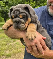 Stella, a female English Bulldog for sale in Galena, MO – 3 of 6