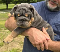 Stella, a female English Bulldog for sale in Galena, MO – 2 of 6