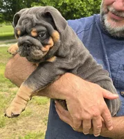 Stella, a female English Bulldog for sale in Galena, MO – 5 of 6