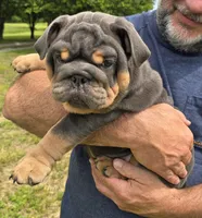 Stella, a female English Bulldog for sale in Galena, MO – 6 of 6