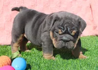 On Hold, a female English Bulldog for sale in Galena, MO – Photo 5 of 8