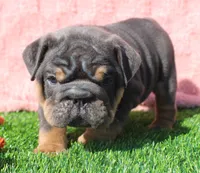 On Hold, a female English Bulldog for sale in Galena, MO – Photo 2 of 8