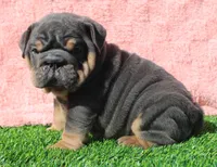 On Hold, a female English Bulldog for sale in Galena, MO – Photo 6 of 8