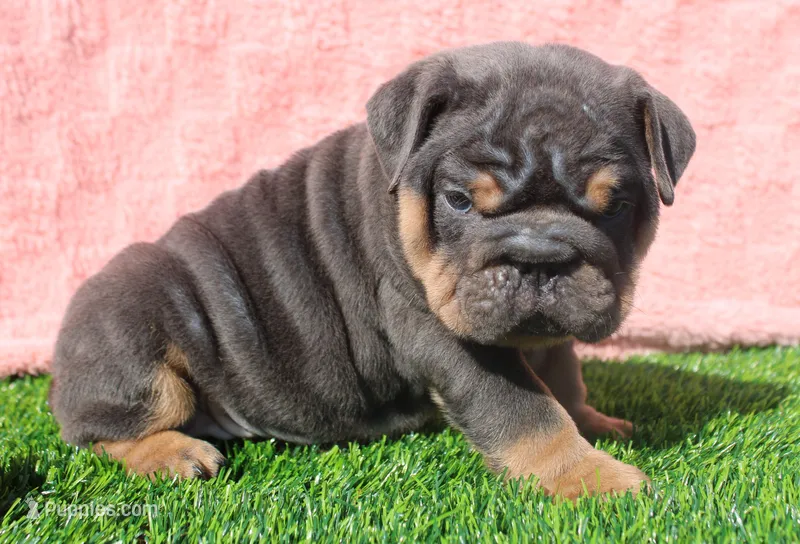 On Hold – English Bulldog puppy for sale in Galena, MO