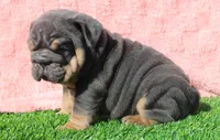 On Hold, a female English Bulldog for sale in Galena, MO – Photo 7 of 8