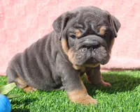 On Hold, a female English Bulldog for sale in Galena, MO – Photo 4 of 8