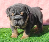 On Hold, a female English Bulldog for sale in Galena, MO – Photo 8 of 8
