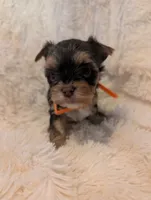 Lilly's boy 2, a male Yorkshire Terrier for sale in Harrison, AR – 1 of 2