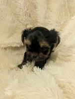 Nelly's girl #2, a female Yorkshire Terrier for sale in Harrison, AR – 4 of 5