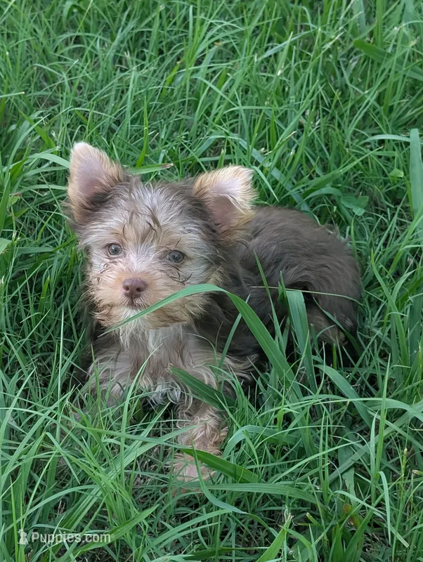 Nica – Yorkshire Terrier puppy for sale in Harrison, AR