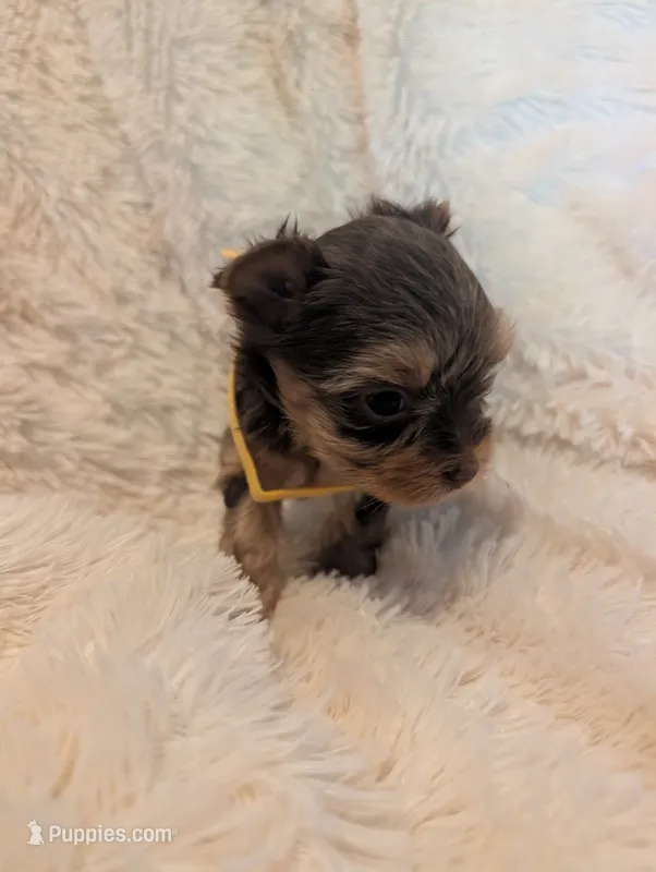 Lilly's Boy 1 – Yorkshire Terrier puppy for sale in Harrison, AR