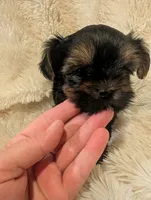 Nelly's girl #2, a female Yorkshire Terrier for sale in Harrison, AR – 5 of 5