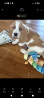 Basset girl, a female Basset Hound for sale in Harrison, AR – 3 of 5
