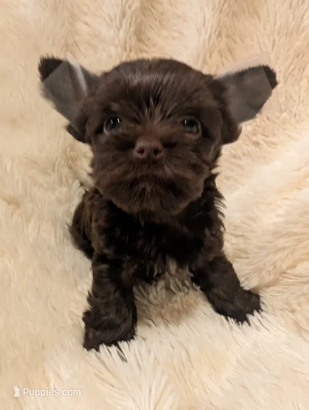 Nelly's boy #2 – Yorkshire Terrier puppy for sale in Harrison, AR
