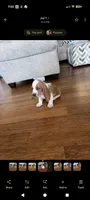 Basset boy, a male Basset Hound for sale in Harrison, AR – 5 of 5