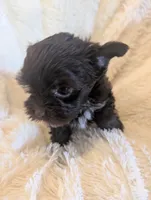 Neele, a female Yorkshire Terrier for sale in Harrison, AR – 1 of 4