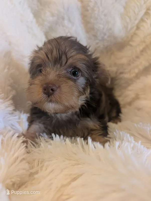 Nica – Yorkshire Terrier puppy for sale in Harrison, AR