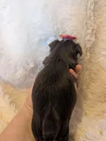 Leslie, a female Yorkshire Terrier for sale in Harrison, AR – Photo 3 of 10