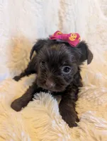 Leslie, a female Yorkshire Terrier for sale in Harrison, AR – Photo 7 of 10