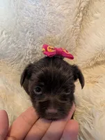 Leslie, a female Yorkshire Terrier for sale in Harrison, AR – Photo 1 of 10