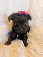 Leslie, a female Yorkshire Terrier for sale in Harrison, AR – Photo 4 of 10