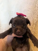 Leslie, a female Yorkshire Terrier for sale in Harrison, AR – Photo 5 of 10