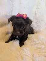 Leslie, a female Yorkshire Terrier for sale in Harrison, AR – Photo 10 of 10